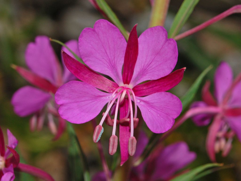 Chamaenerion angustifolium (ex Epilobium angustifolium)